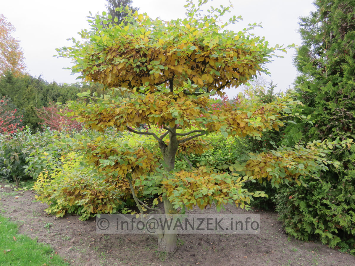 Carpinus betulus - Bonsai 01.JPG